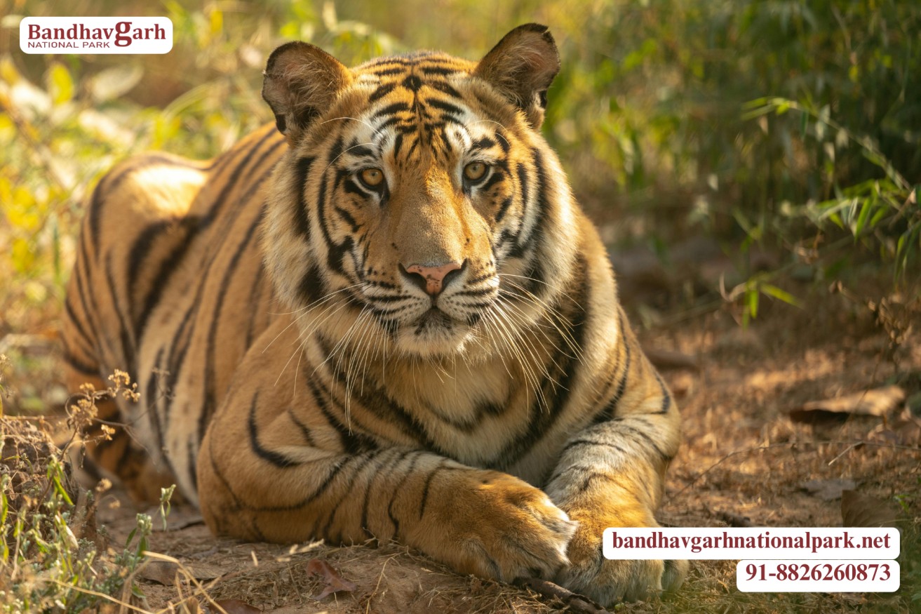 Bandhavgarh National Park